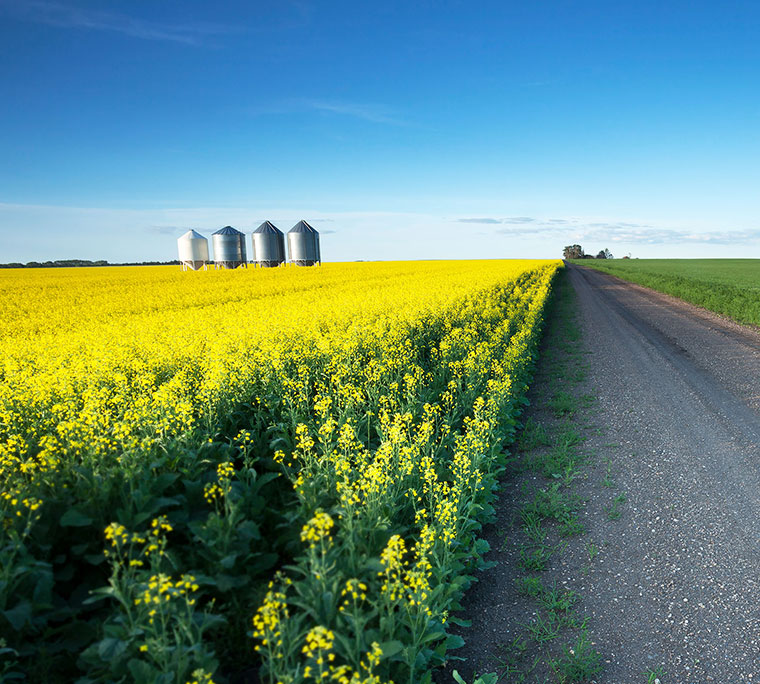 country road between two fields of crops, Saskatchewan