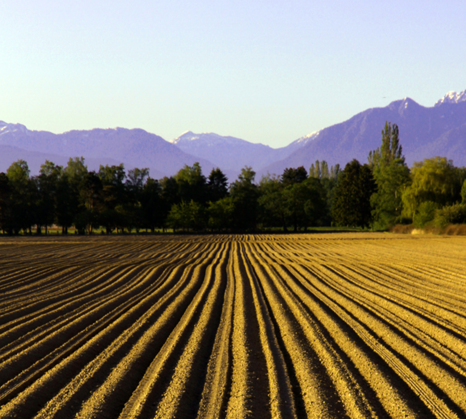 Mountains and tree-lined field