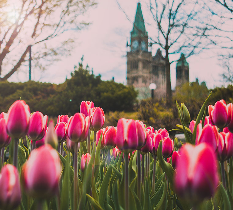 Tulip Flower Blooming in the Spring with the parliament building just showing in the background